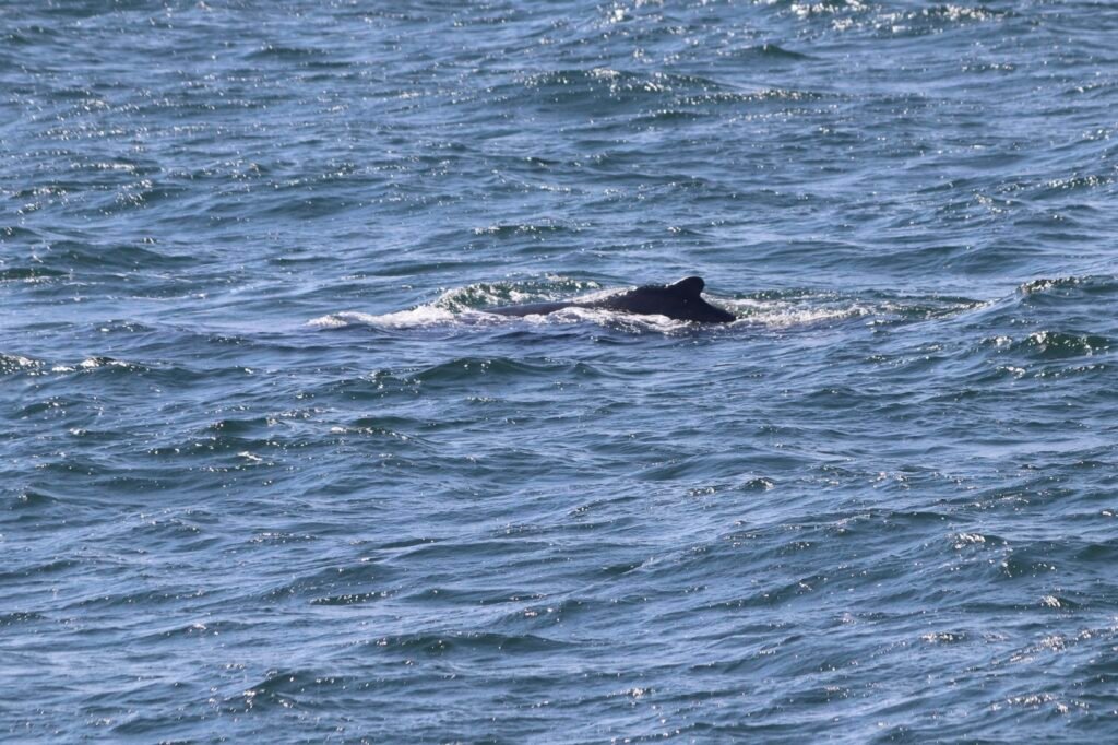 Posmatranje kitova na Islandu Kit u zalivu Faxaflói kod Reykjavíka na Islandu tokom whale watching ture